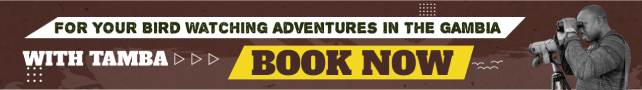 Gambia bird watching trips and guide. Tamba Jefang.